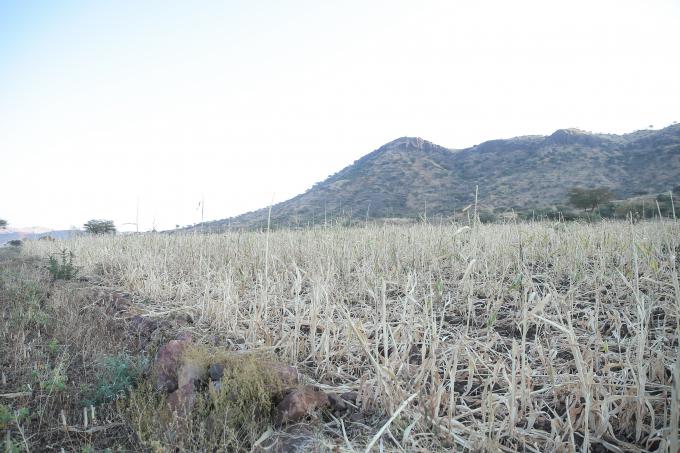 Failed crop in Sekota in Amhara Regional State