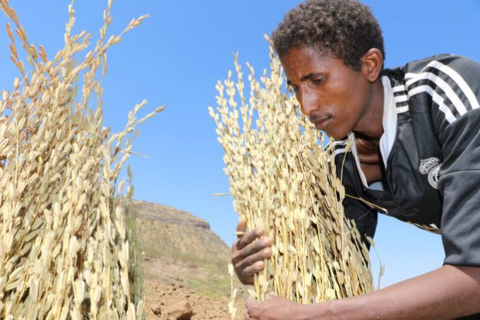 Wondimu Assefa, 28, preparing his Sesame harvest for threshing, November 2016